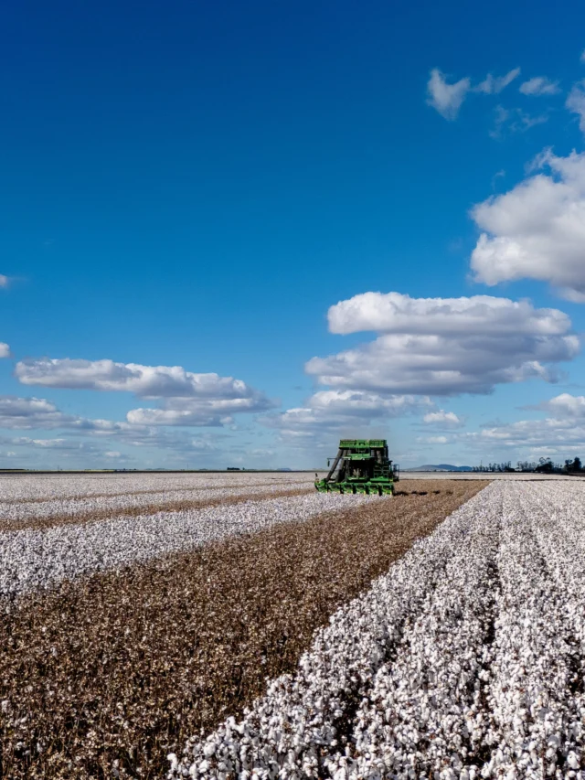 For growers, operators and their families, this is the moment months of early mornings, tough decisions and hard work have been building towards. The first pickers are rolling, the dust is lifting, and cotton harvest has officially begun across Australia.

It’s a busy, high‑pressure time—long days in the paddock, changing conditions and narrow weather windows—but also one that brings a real sense of pride when the crop finally comes off.

From all of us at RDO Equipment, we’re thinking of everyone out there chasing daylight, keeping machines moving and getting the job done. Stay safe, look after each other, and here’s hoping for a smooth, successful harvest season.